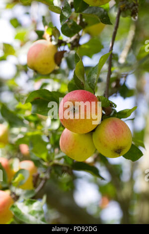 Malus 'Marshal Oyama'. Äpfel auf einem Baum. Stockfoto