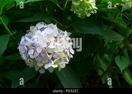 Zweige von Hortensien mit blau und rosa Blüten. Selektive konzentrieren. Stockfoto