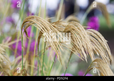 Miscanthus Nepalensis. Himalaya Fairy Gras. Stockfoto