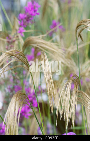 Miscanthus Nepalensis. Himalaya Fairy Gras. Stockfoto