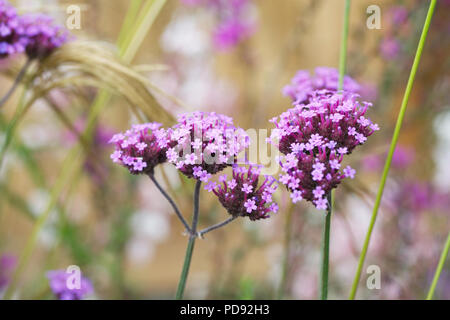 Verbena bonariensis gegen miscanthus Nepalensis. Stockfoto