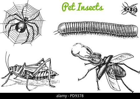 Große Insekten. Käfer Käfer Tattoo, Spinne, Wurm Tausendfüßler Heuschrecken Biene. Lucanus cervus, Julida. Vintage Haustiere im Haus. Graviert Vector Illustration. Stock Vektor