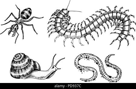 Große Insekten. Käfer Käfer Schnecke, Wurm Tausendfüßler Ant Scolopendra Tattoo. Vintage Haustiere im Haus. Graviert Vector Illustration. Stock Vektor