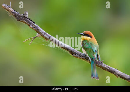 Chestnut-headed Bee-eater - Merops leschenaulti, schöne bunte Bienenfresser aus Sri Lankan Wäldern und Sträuchern. Stockfoto