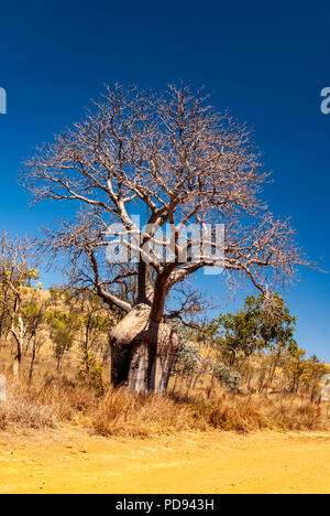 JUDBARRA NATIONALPARK EHEMALS GREGORY NATIONAL PARK, Northern Territories, Australien Stockfoto