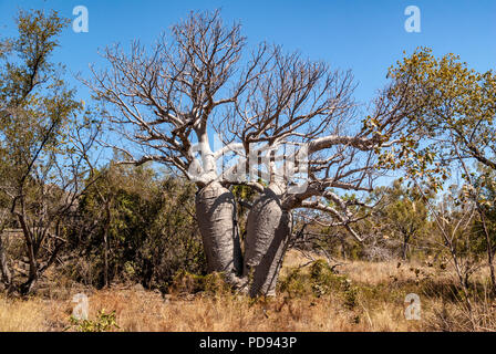 JUDBARRA NATIONALPARK EHEMALS GREGORY NATIONAL PARK, Northern Territories, Australien Stockfoto