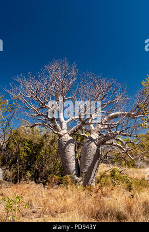 JUDBARRA NATIONALPARK EHEMALS GREGORY NATIONAL PARK, Northern Territories, Australien Stockfoto