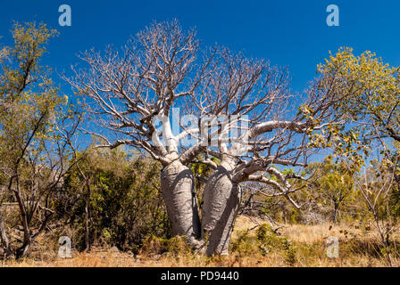 JUDBARRA NATIONALPARK EHEMALS GREGORY NATIONAL PARK, Northern Territories, Australien Stockfoto