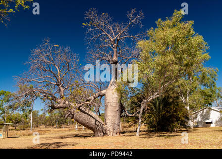 JUDBARRA NATIONALPARK EHEMALS GREGORY NATIONAL PARK, Northern Territories, Australien Stockfoto