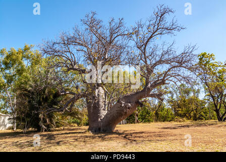 JUDBARRA NATIONALPARK EHEMALS GREGORY NATIONAL PARK, Northern Territories, Australien Stockfoto