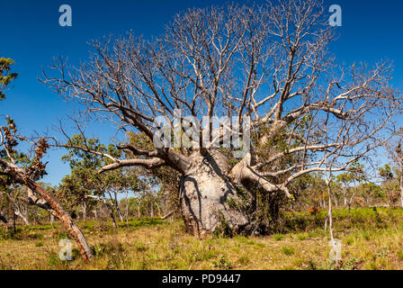 JUDBARRA NATIONALPARK EHEMALS GREGORY NATIONAL PARK, Northern Territories, Australien Stockfoto