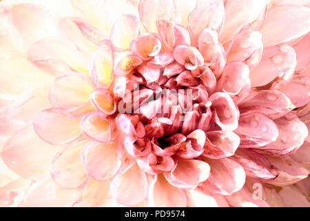 Rosa Dahlie Blume Kopf Nahaufnahme Makro. Künstlerische Ansicht von einem blühenden Garten Anlage voller Blüten und Regenwaldes lebt mit zarten Pastelltönen und weiches Licht. Stockfoto