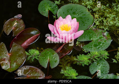 Wasser Lilly und andere Wasserpflanzen wie watermilfoil und Wasser - starwort in einem Teich Stockfoto