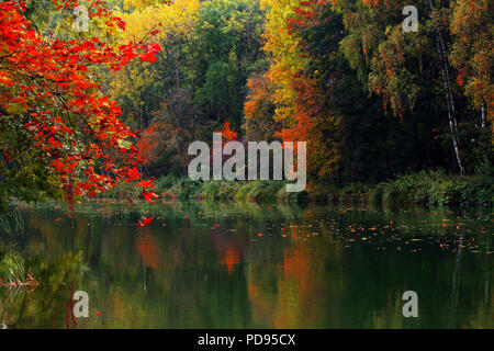 Indische Herbst bunt gefärbte Laub auf den Bäumen im Wald am Fluss mit Felsen und schöne Spiegelbild auf der Wasseroberfläche Stockfoto
