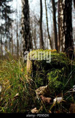 Moosigen Baum stam im Wald grüne Gras und Moos als Symbol für den Kreislauf des Lebens im Wald Stockfoto