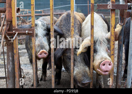 Drei Schweine in einem Käfig traurig in die Kamera schaut Stockfoto