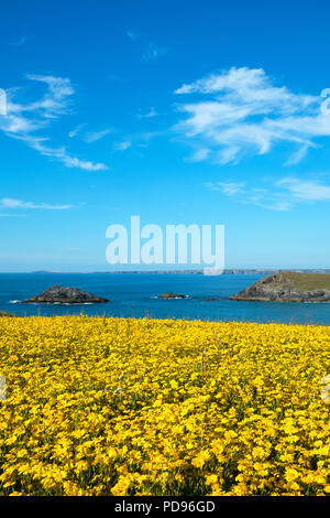 Mais Ringelblumen in Blume an der West pentire an der Küste von Cornwall, England, Großbritannien, Großbritannien. Stockfoto