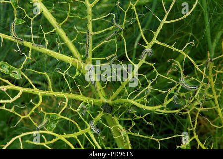 Kohl Werk vollständig von großen kohlweißling Raupe gefressen Stockfoto