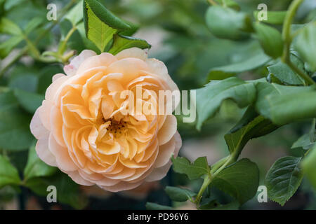 Nahaufnahme einer Aprikosen-Strauchrose namens rosa Roald Dahl aus David Austin Roses, Großbritannien Stockfoto