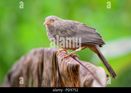 Yellow-billed Schwätzer - Turdoides affinis, gemeinsame Schwätzer aus Sri Lanka Gärten und Wälder. Stockfoto