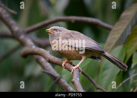 Yellow-billed Schwätzer - Turdoides affinis, gemeinsame Schwätzer aus Sri Lanka Gärten und Wälder. Stockfoto