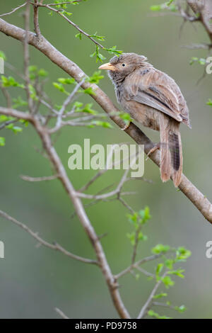 Yellow-billed Schwätzer - Turdoides affinis, gemeinsame Schwätzer aus Sri Lanka Gärten und Wälder. Stockfoto