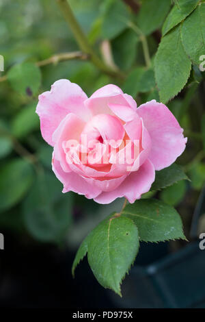 Nahaufnahme von Rosa Brother Cadfael, einer David Austin rosa englischen Strauchrose, die in einem englischen Garten in England blüht Stockfoto