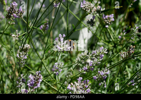 Bumblebee genießen die Blumen von Französischer Lavendel im sonnigen Sussex Stockfoto