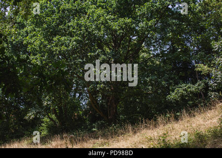 Eine Wiese von seltenen sauren Wiesen im Park Spaziergang Nature Reserve, ausgeführt von der Finsbury Park auf Highgate, im Norden von London Stockfoto