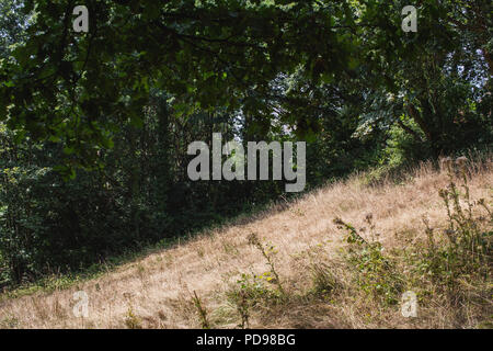 Eine Wiese von seltenen sauren Wiesen im Park Spaziergang Nature Reserve, ausgeführt von der Finsbury Park auf Highgate, im Norden von London Stockfoto