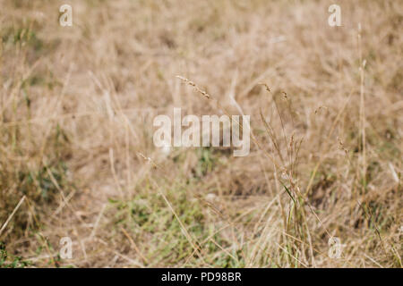 Eine Wiese von seltenen sauren Wiesen im Park Spaziergang Nature Reserve, ausgeführt von der Finsbury Park auf Highgate, im Norden von London Stockfoto