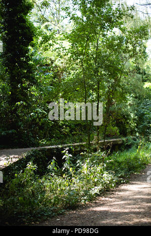 Stillgelegte, überwucherten Bahnsteigen Beton des alten Crouch End Station entlang der alten Bahnlinie/Track auf die Parklandschaft Spaziergang in Haringey, N. London Stockfoto