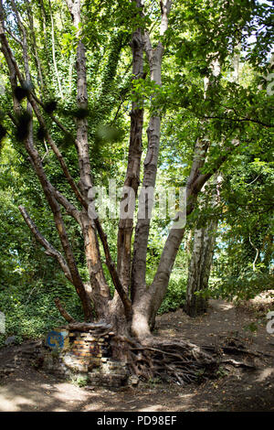 Einem großen alten Baum auf den Park zu Fuß, der aus einem verfallenen Mauer mit knorrigen freiliegenden Wurzeln, die magischen Blick und von einem Märchen Stockfoto