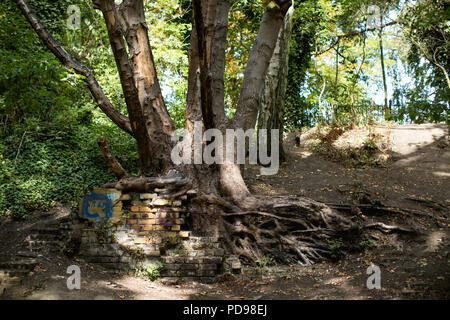 Einem großen alten Baum auf den Park zu Fuß, der aus einem verfallenen Mauer mit knorrigen freiliegenden Wurzeln, die magischen Blick und von einem Märchen Stockfoto