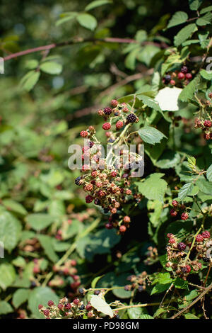 Blackberry Büsche mit viel reife Frucht, grüne Blätter und brambles im Spätsommer/Herbst in London, Großbritannien Stockfoto