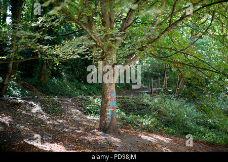 Ein Baum mit Graffiti auf die Parklandschaft Schlagwörter Spaziergang in Londons längste lokale Naturschutzgebiet auf einer stillgelegten Bahnstrecke. Teil des Londoner Capital Ring Stockfoto