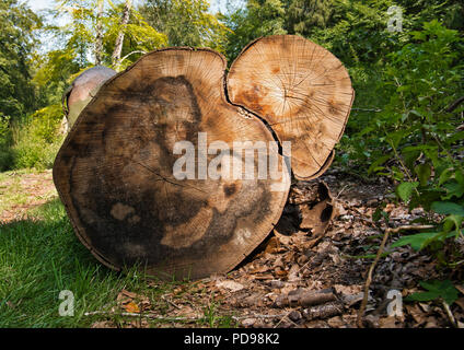 Aus Sicht eines gefällten Baumes mit zwei Baumstämme auf einer Lichtung im Wald fotografiert. Stockfoto