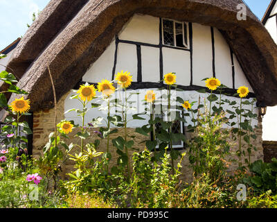 Sonnenblumen in einem englischen Cottage Garten gegen eine schwarze und weiße Fachwerkhaus Reetdach Haus in dem Dorf Cuddington Buckinghamshire UK Stockfoto