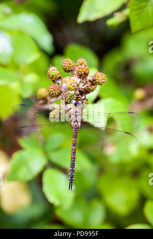 Weibliche Migrantinnen Hawker Aeshna mixta Libelle auf Brombeeren in weißen Kreuz grünes Holz Oxfordshire England Großbritannien Stockfoto