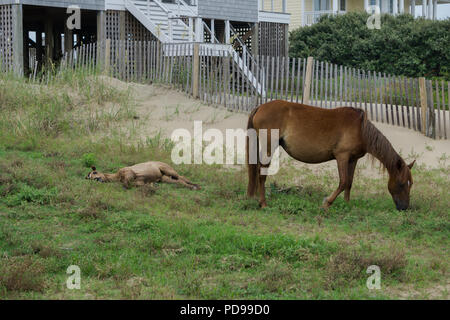 Spanischer Mustang weidet, während Pony hält ein Nickerchen Stockfoto
