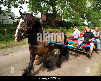 Nahaufnahme der Pferd ziehen Warenkorb mit Passagieren bis racing Fair Hill bei der jährlichen Appleby Horse Fair, Appleby in Westmorland Cumbria England Großbritannien Stockfoto