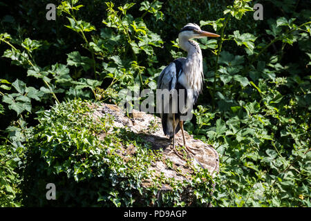 Graureiher auf einem Baumstumpf durch grünes Laub Vermessung der Gegend umgeben, Lagan Leinpfad, Belfast. Stockfoto