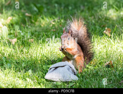 Eichhörnchen stehlen Essen aus der Tüte mit Muttern im Sommer Park Stockfoto