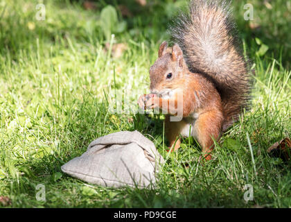 Niedliche Eichhörnchen stehlen Essen aus Sack mit Muttern auf grünem Gras im Sommer Park Stockfoto