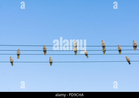 Kakadus auf die Stromleitungen Stockfoto