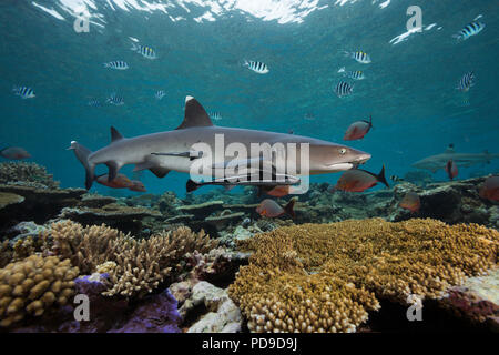 Weißspitzen-Riffhai, Triaenodon obesus, mit zwei schiffshalter, Echeneis naucrates. Beqa Lagoon, Fidschi. Stockfoto