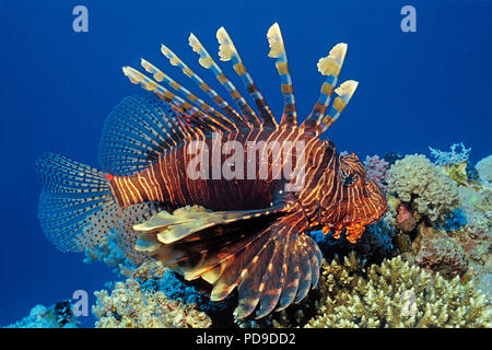 Gewoehnlicher Rotfeuerfisch (Pterois volitans), Marsa Alam, Aegypten | Rote Rotfeuerfische (Pterois volitans), Marsa Alam, Ägypten Stockfoto