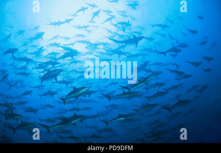 Ein Schwam Seidenhaie (Carcharhinus falciformis), Malpelo, Verfügbare | Silky Riffhaie (Carcharhinus falciformis), der Erziehung, der Malpelo, Kolumbien Stockfoto