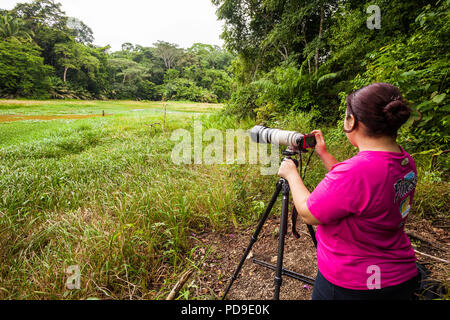 Natur Touristen mit einem Teleobjektiv im Regenwald von Soberania Nationalpark, Republik Panama. Stockfoto