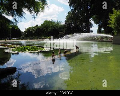 Ente Familie auf einem Teich im Rheinpark in Köln mit blauen Himmel im Hintergrund, Deutschland Stockfoto